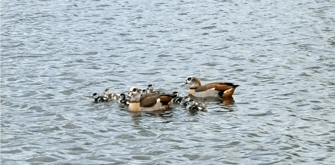 Ducks on River